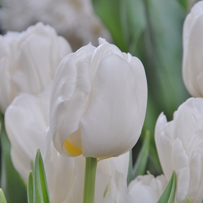 Mondial Tulip Bulbs