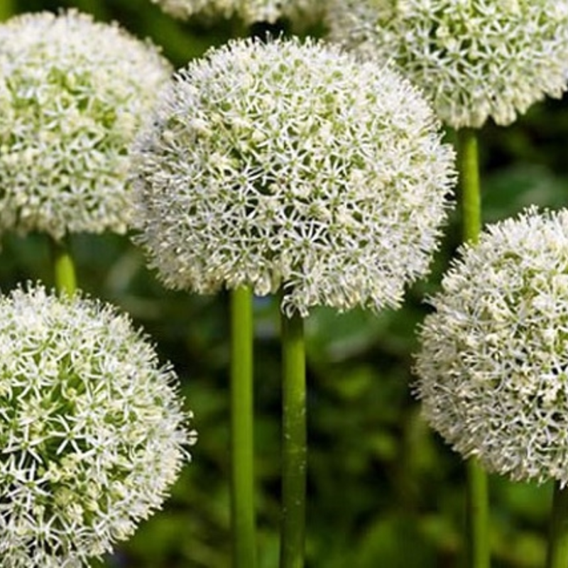 Mount Everest Allium Bulbs