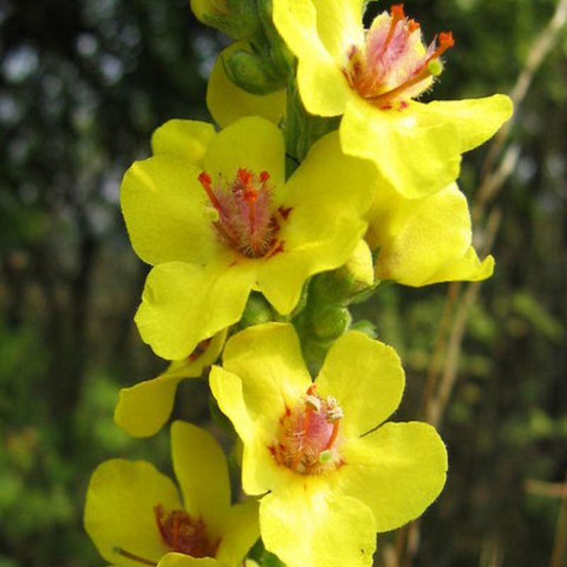 Mullein, Dark (Verbascum nigrum) Plant