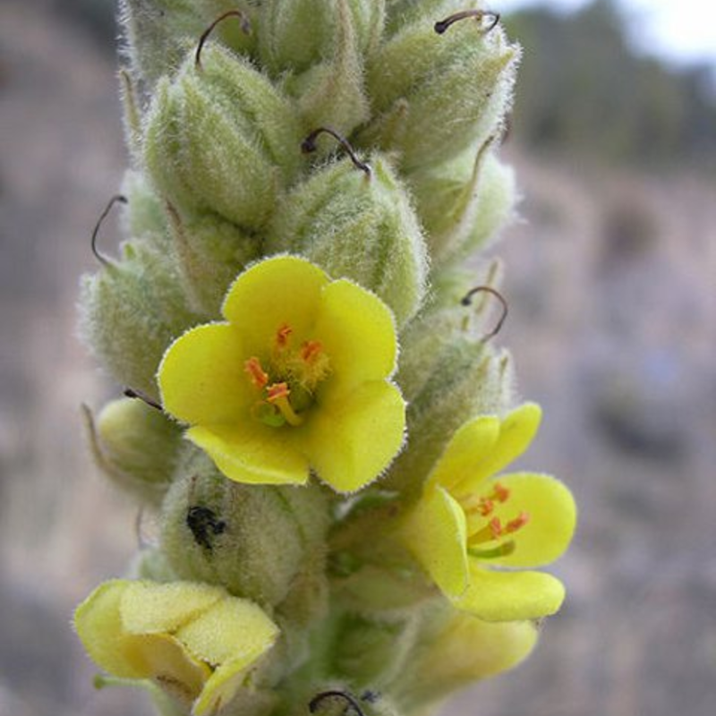 Mullein, Great (Verbascum thapsus) Plant