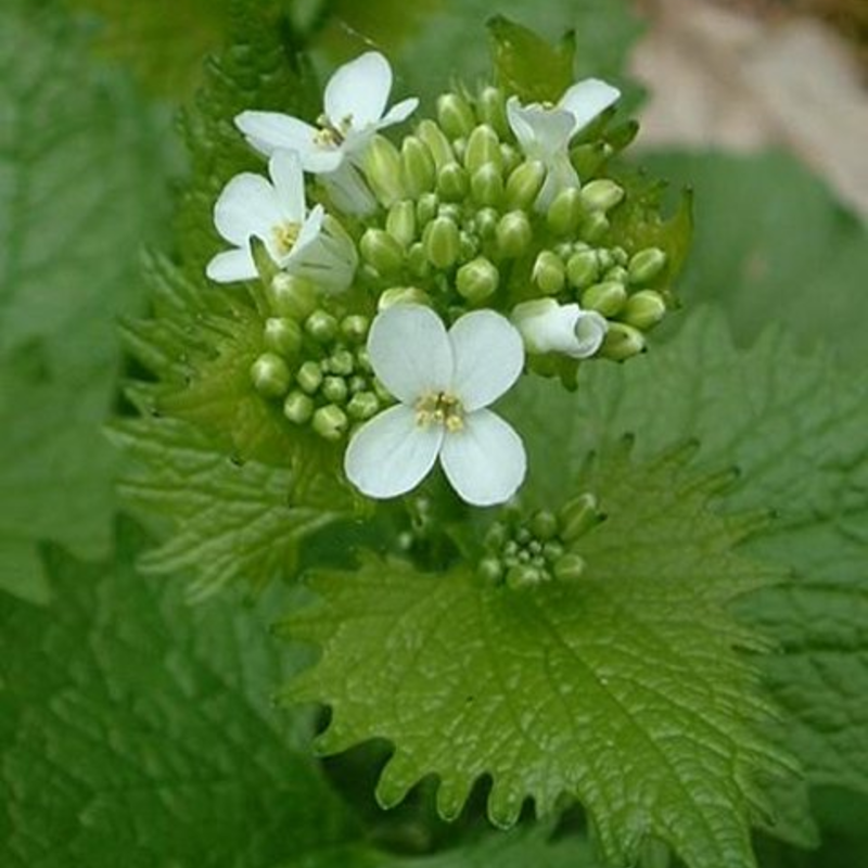 Mustard, Garlic (Alliaria petiolata) Seeds