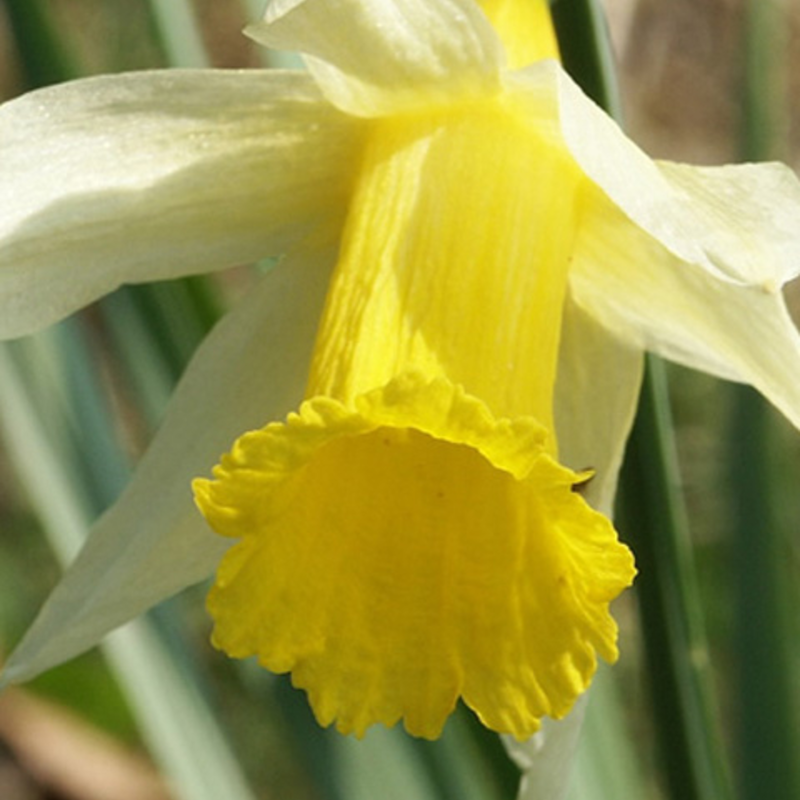 BS Wild Daffodil Bulbs (Narcissus lobularis)