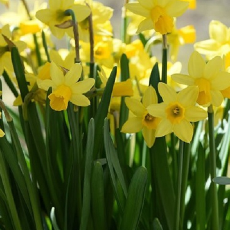 Tete a Tete Dwarf Daffodil Bulbs