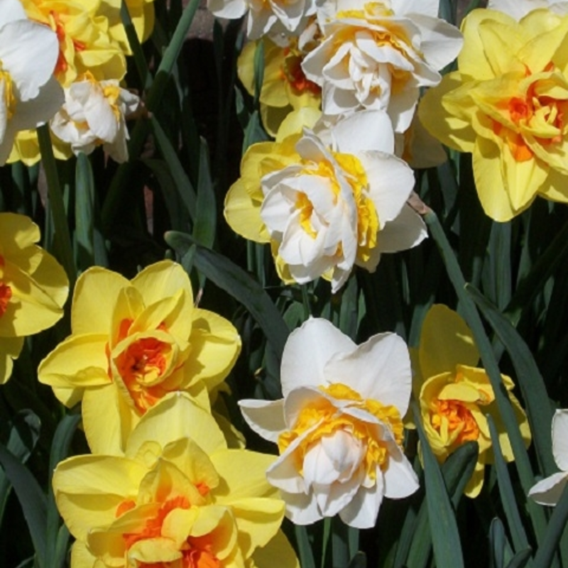 Mixed Double Narcissi