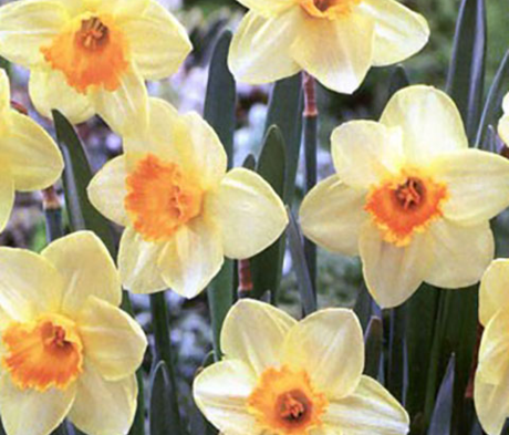 Lotherio Daffodil Bulbs