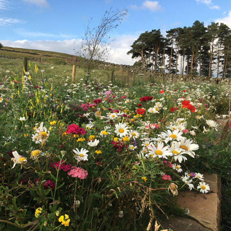 Native Enriched Wildflower Turf