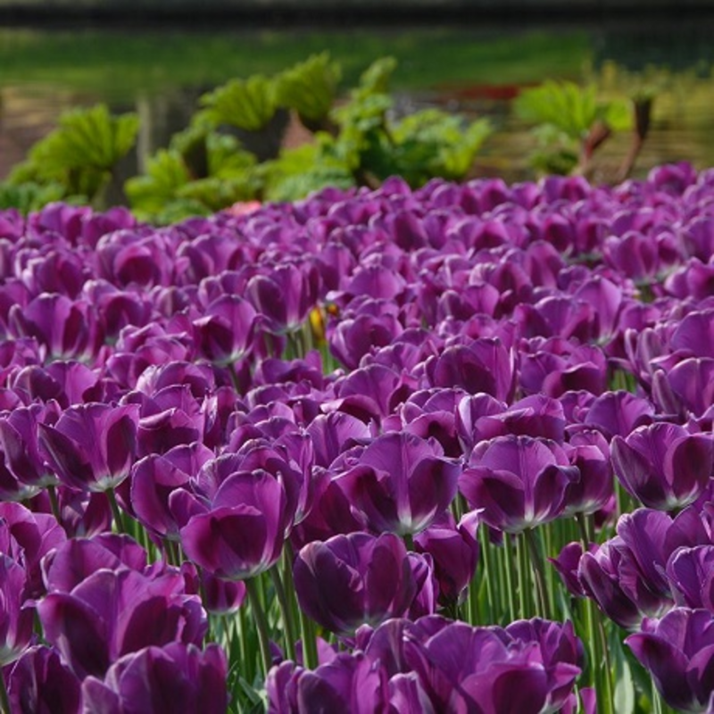 Negrita Tulip Bulbs