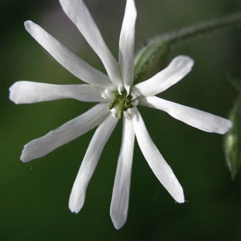 Catchfly, Nottingham (Silene nutans) Plant