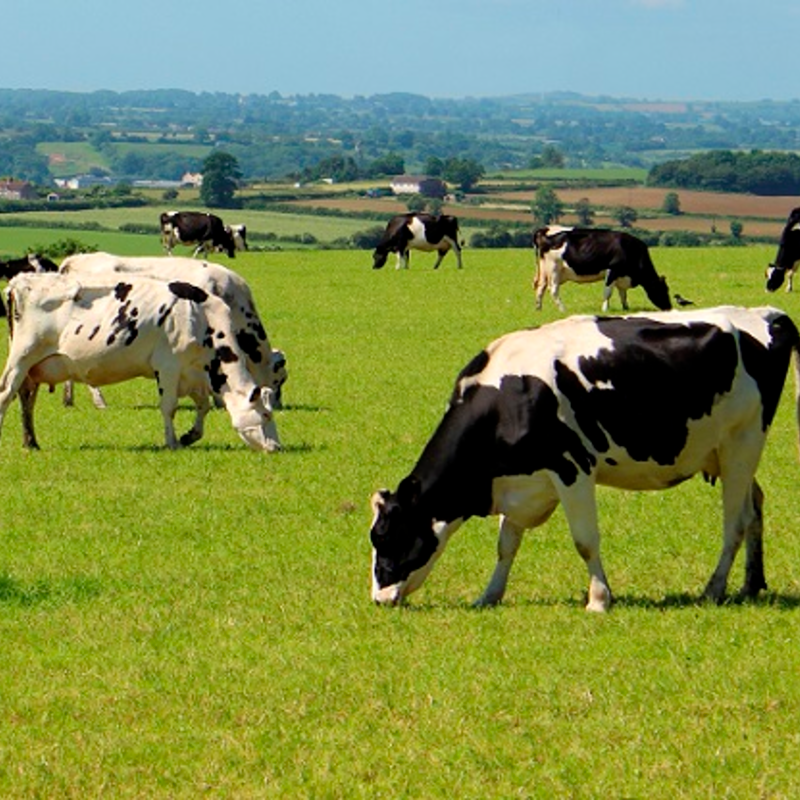 Permanent Pasture without Clover