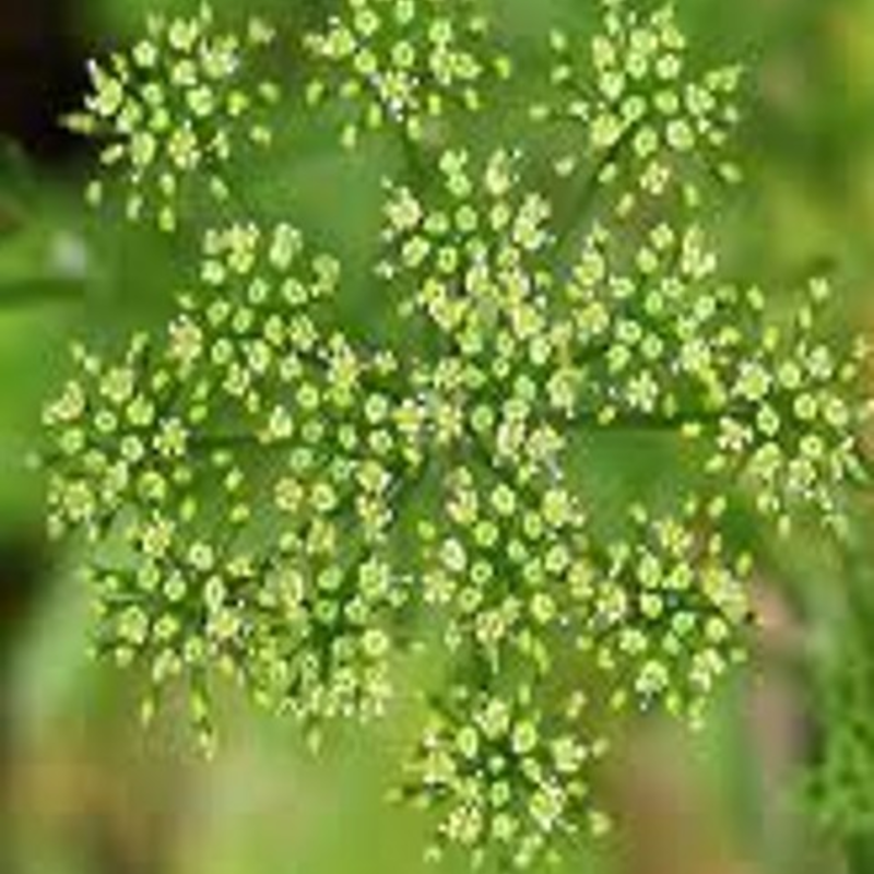 Sheeps Parsley (Agricultural)