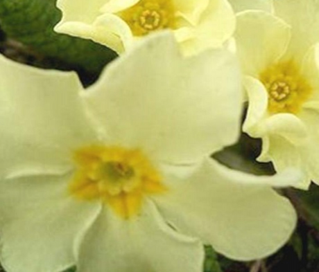 Primrose, Wild (Primula vulgaris) Plant