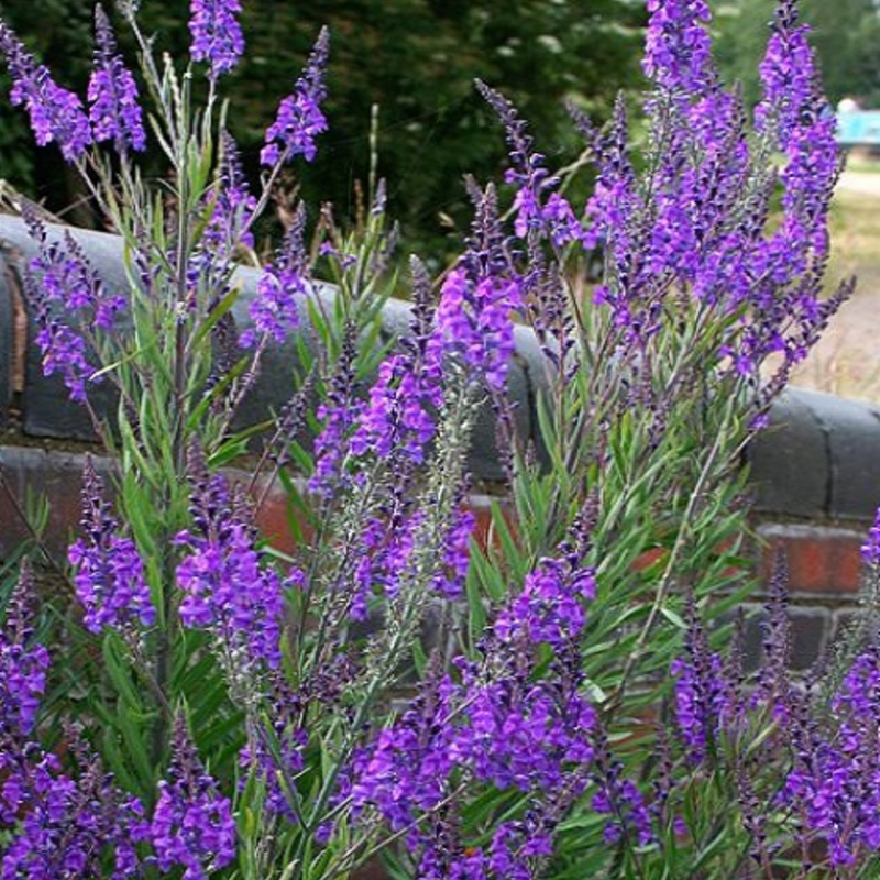 Toadflax, Purple (Linaria purpurea) Plant