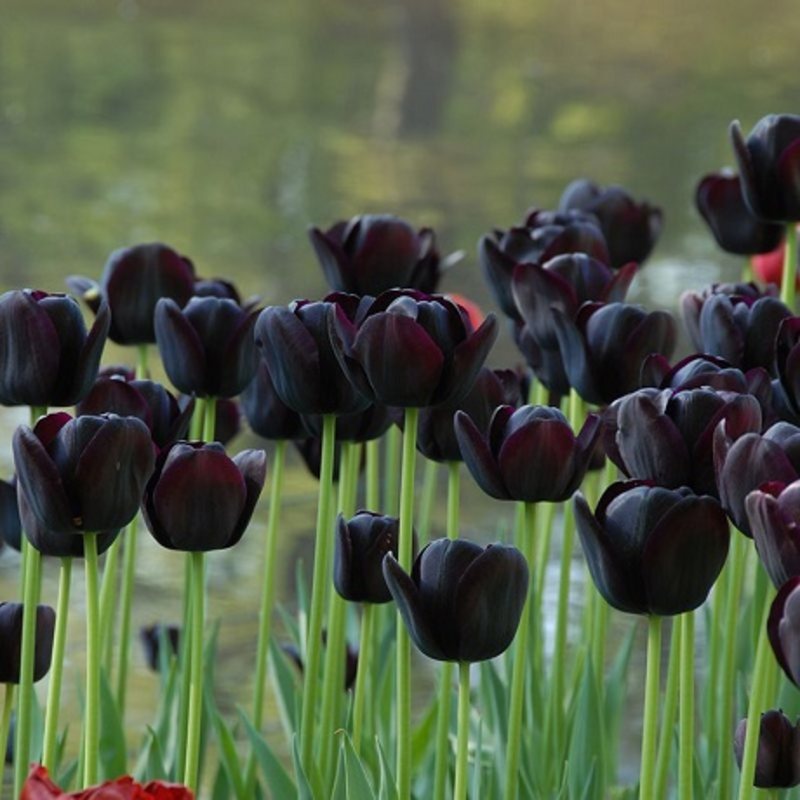 Queen of Night Tulip Bulbs