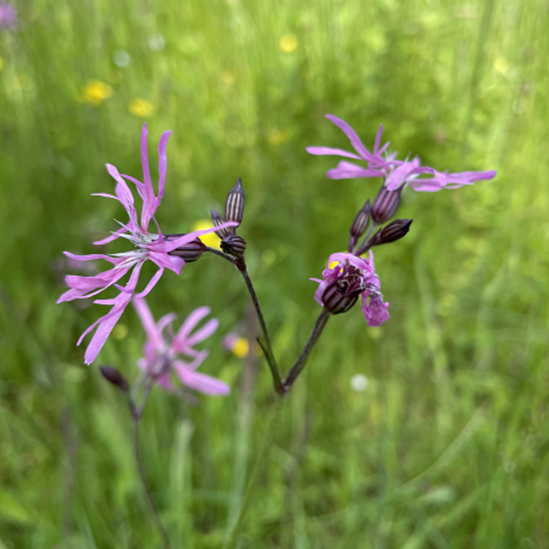 Ragged Robin (Lychnis flos-cuculi) Plant