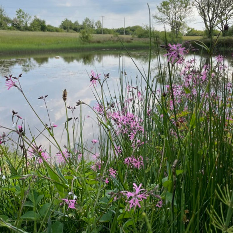 BS6P 100%: Wetland & Pond Edge Wildflower Seeds