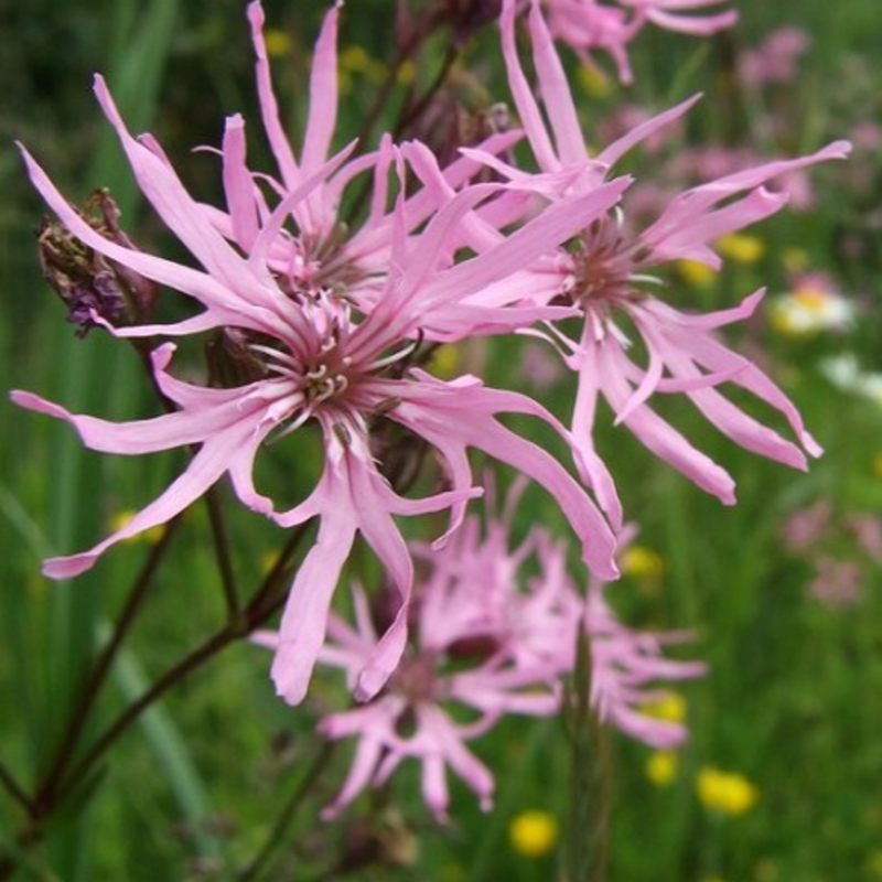 BS Acid Soils Wildflower Plant Collection