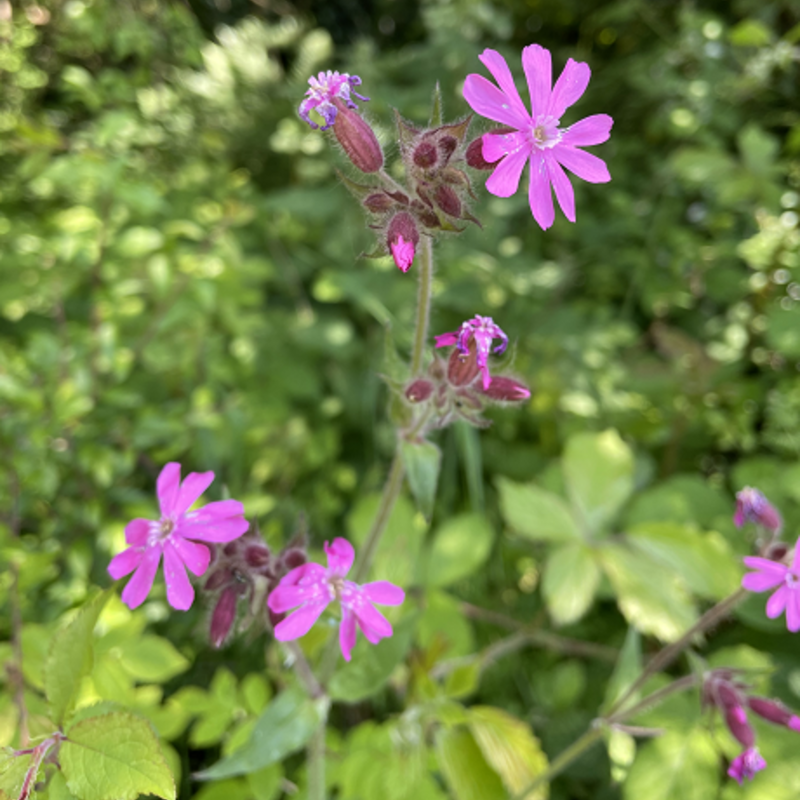 Campion, Red (Silene dioica) Plant