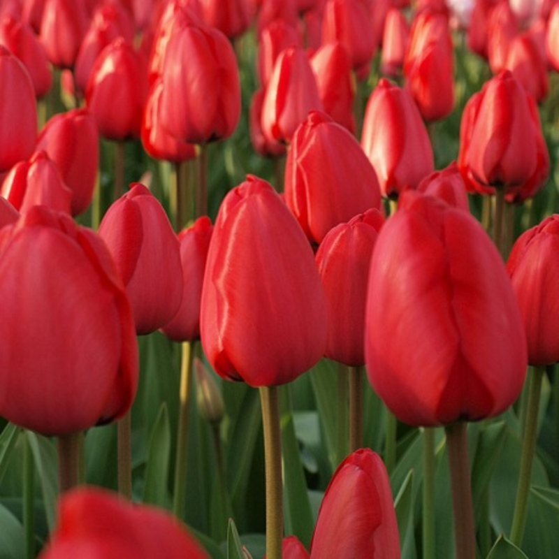 Red Impression Tulip Bulbs