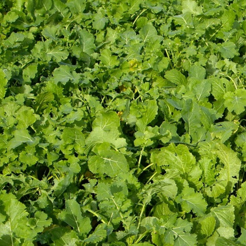 Redstart Kale and Rape Hybrid Seed