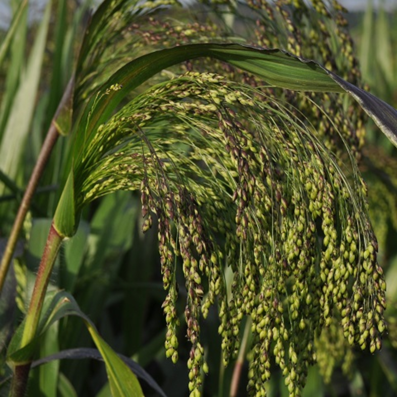 Red Millet Seed