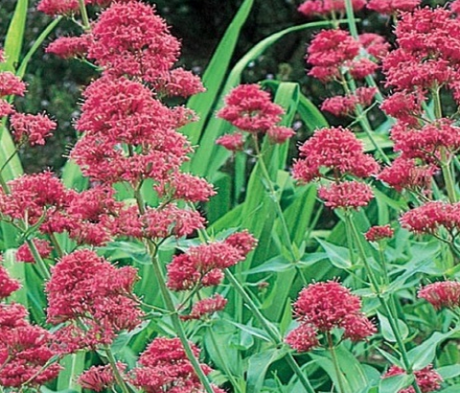 Valerian, Red (Centranthus ruber) Plant