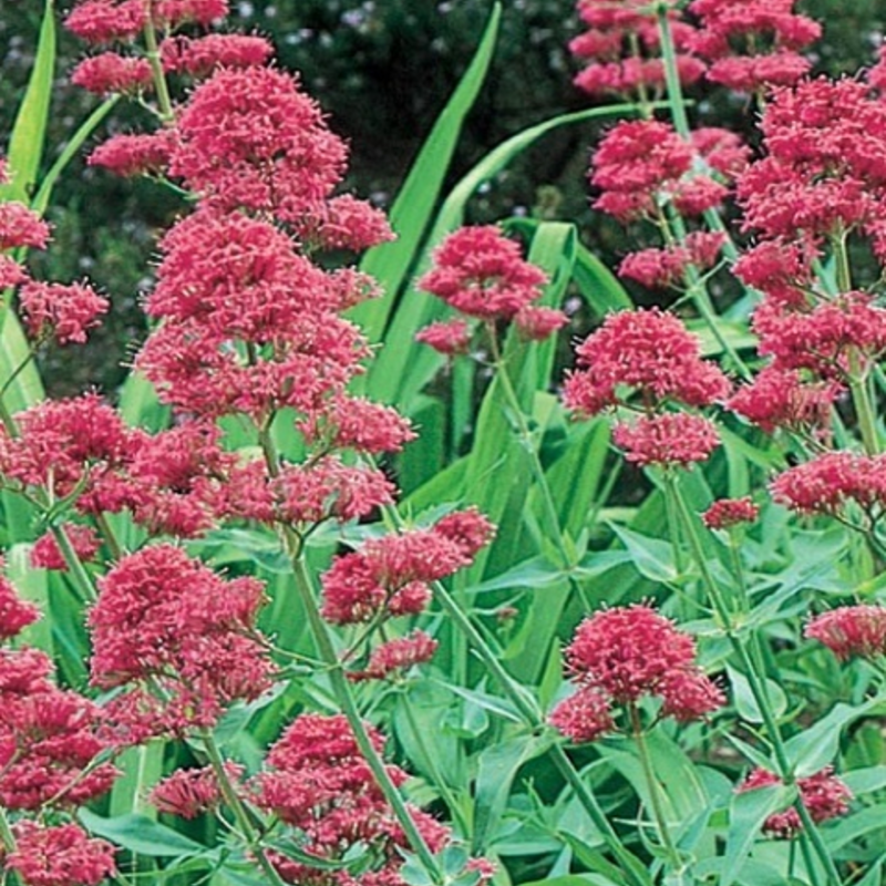 Valerian, Red (Centranthus ruber) Plant