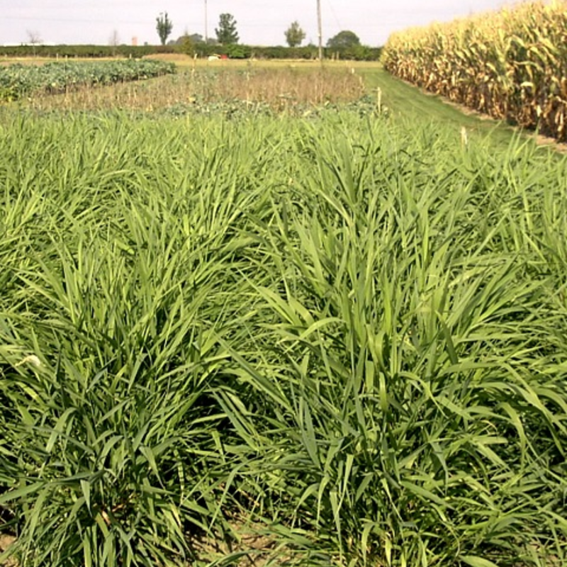 Reed Canary Grass Seed