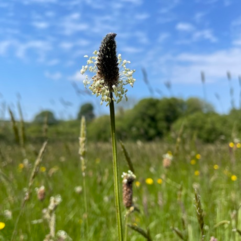 Plantain, Ribwort (Plantago lanceolata) Plant