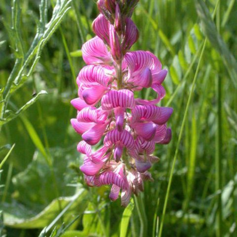 Sainfoin (Agricultural) (Onobrychis)