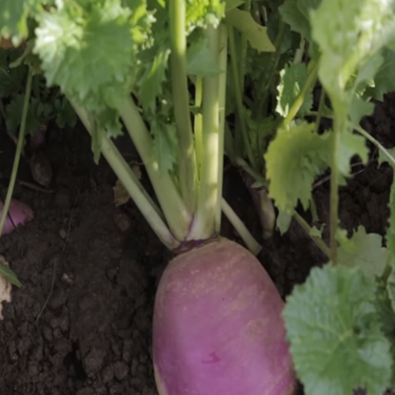 Samson, Stubble Turnip