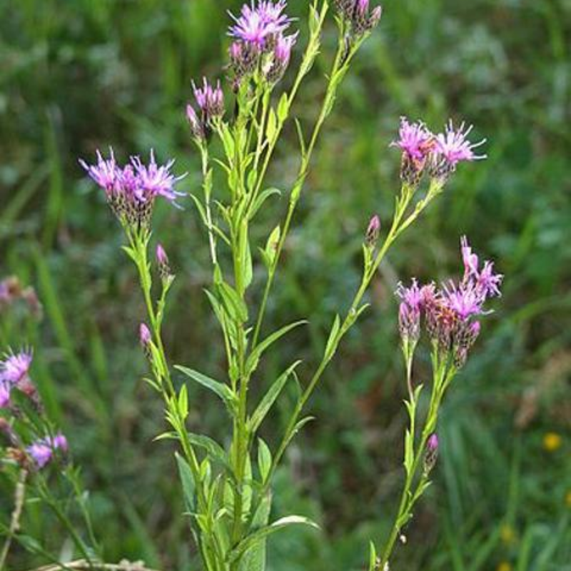 Saw-wort (Serratula tinctoria) Plant