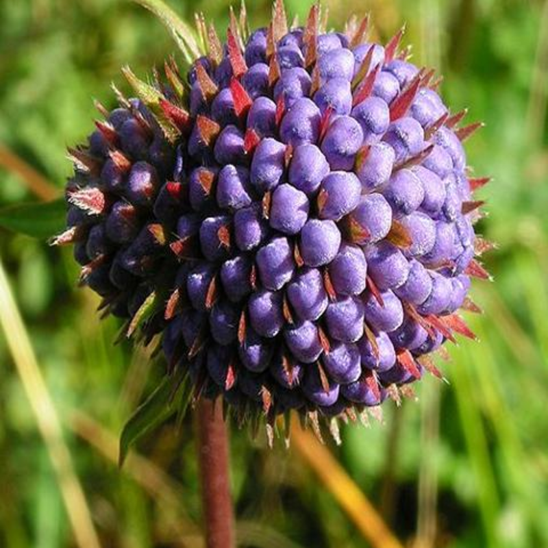 Scabious, Devil's-bit (Succisa pratensis) Plant