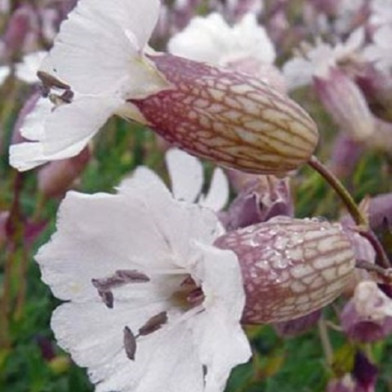 Campion, Sea (Silene maritima) Plant