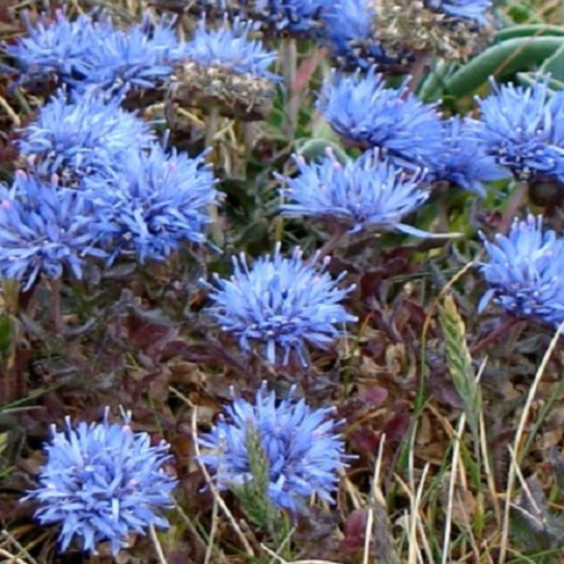 Sheepsbit (Jasione montana) Plant