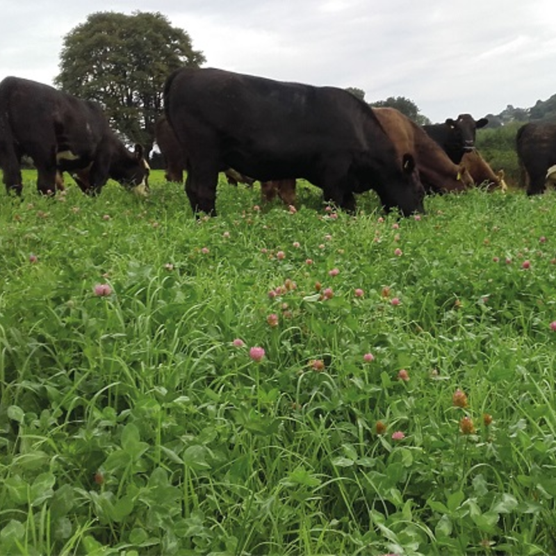 BS Aber High Sugar Grass Seed with Red Clover - Medium Term 3-4 Year Ley