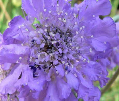 Scabious, Small (Scabiosa columbaria) Seeds