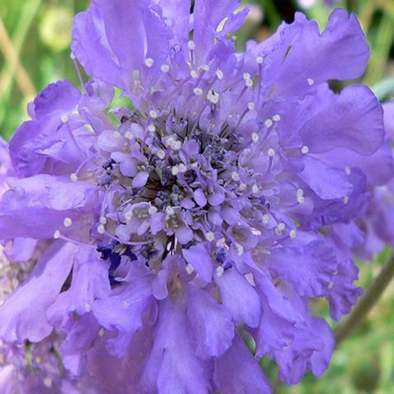 Scabious, Small (Scabiosa columbaria) Plant