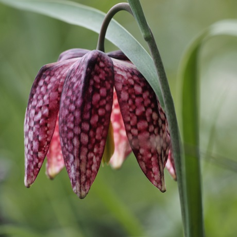 BS Snake's Head Fritillary Bulbs (Fritillaria meleagris)