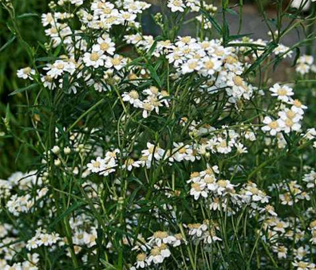 Sneezewort (Achillea ptarmica) Plant