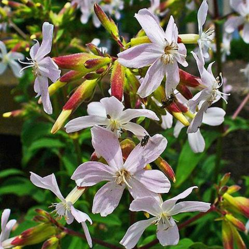 Soapwort (Saponaria officinalis) Plant