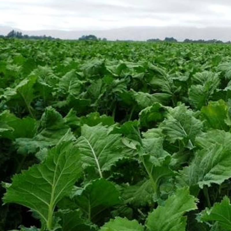 Spitfire Hybrid Forage Rape