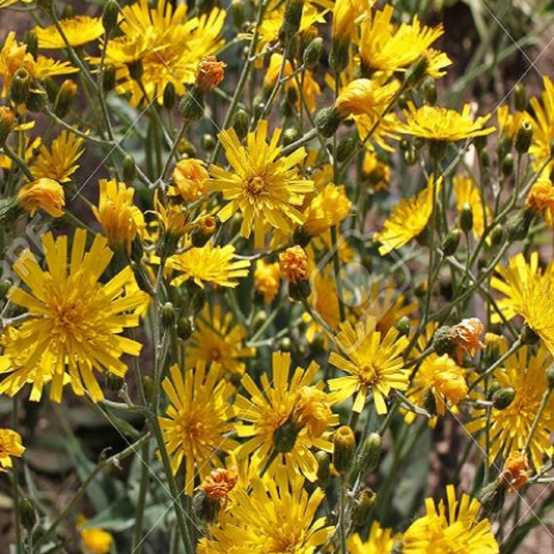 Hawkweed, Spotted (Hieracium maculatum) Plant