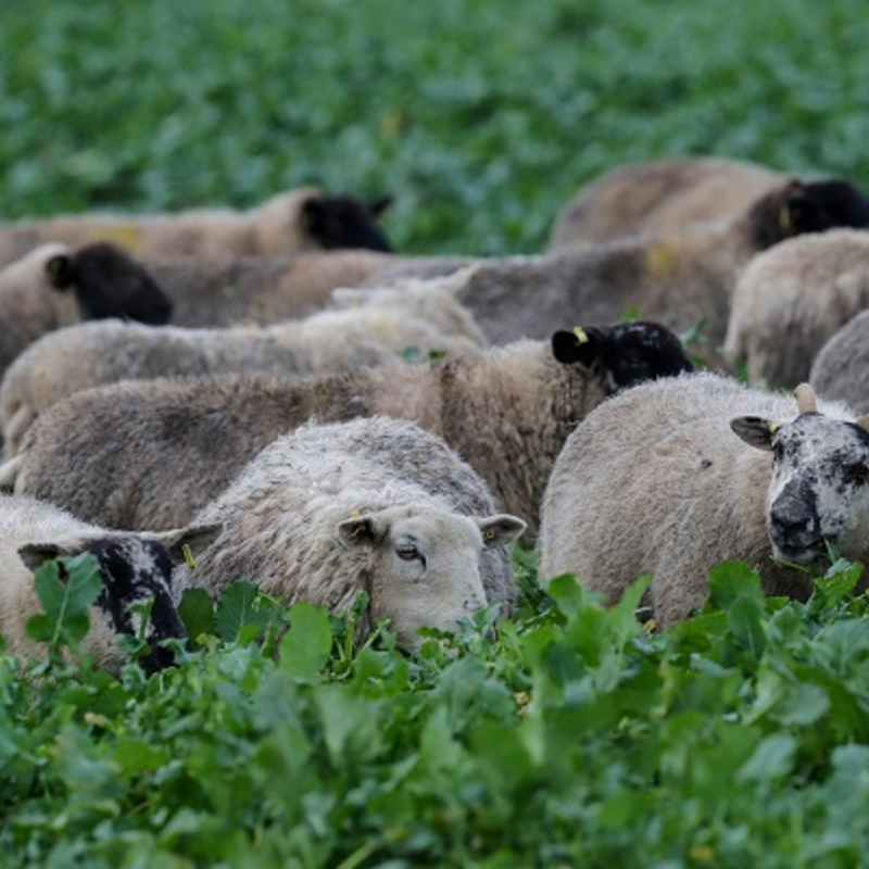 Stego Forage Rape