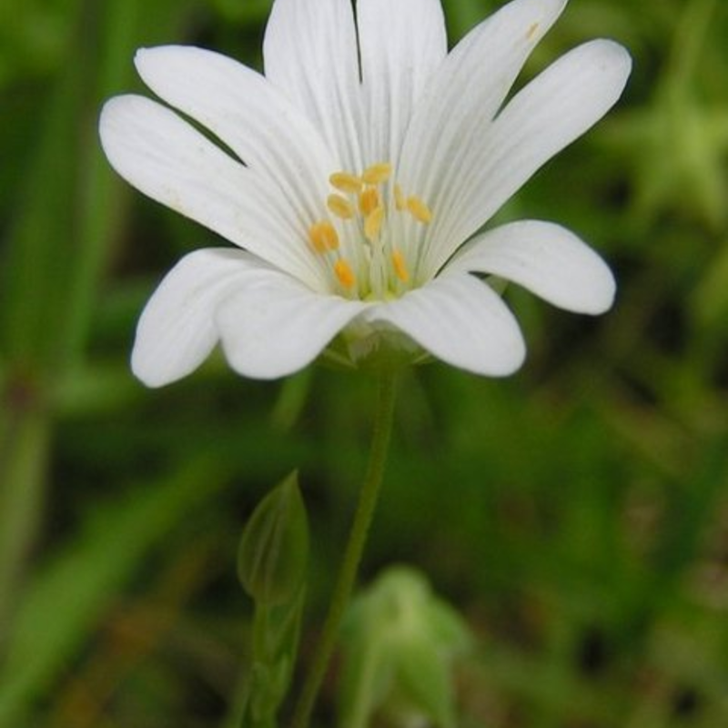 Stitchwort, Greater (Stellaria holostea) Seeds