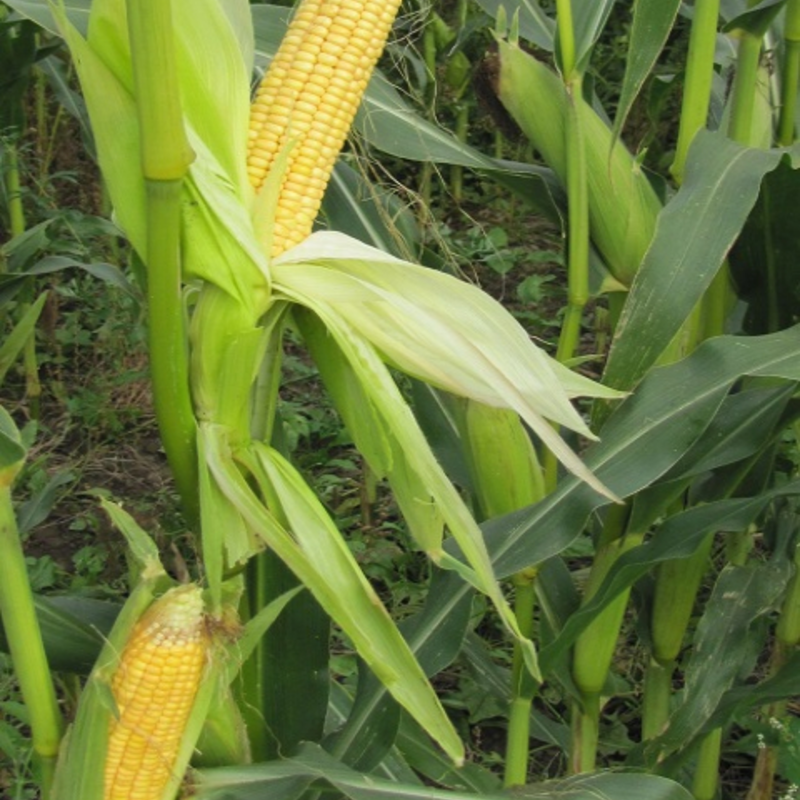 Suriga, Energy Maize
