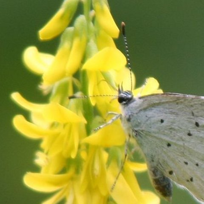 Yellow Blossom Clover (Sweet Clover) (Melilotus officinalis)