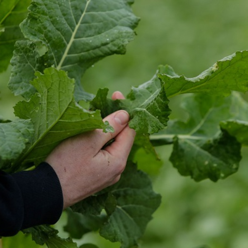 Swift Rape and Kale Hybrid Seed