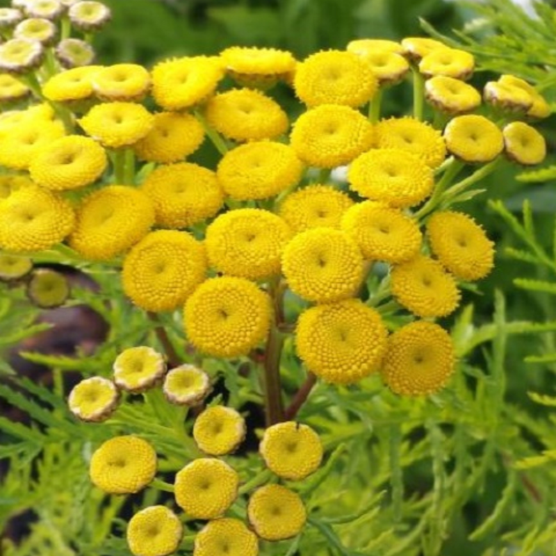 Tansy (Tanacetum vulgare) Plant