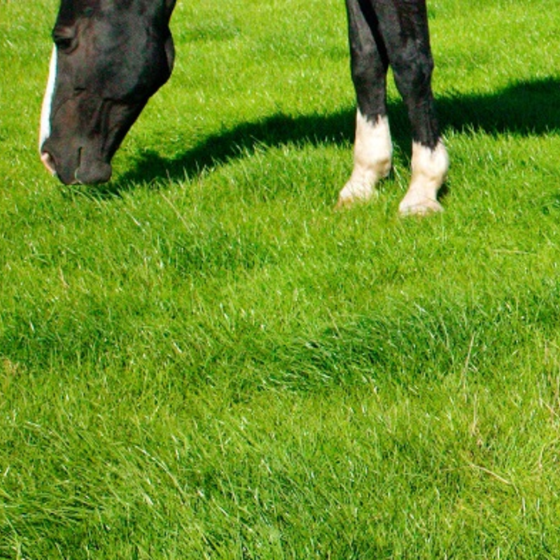 BS Triple 'H' Horse Paddock Grass Seed