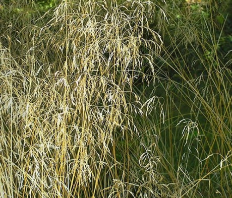Tufted Hair-grass (Desch. caespitosa) Seeds